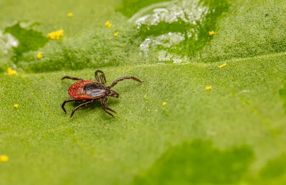 Close-up of a castor bean tick on a green leaf, highlighting its detail and vivid colors.