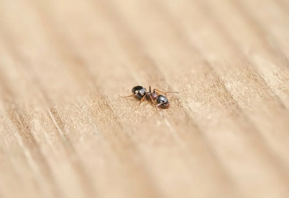 Detailed macro photograph of a single ant exploring a wooden surface.