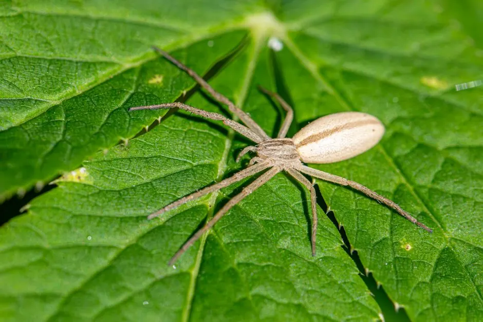 Detailed macro shot of a Tibellus Oblongus spider on a vibrant green leaf.