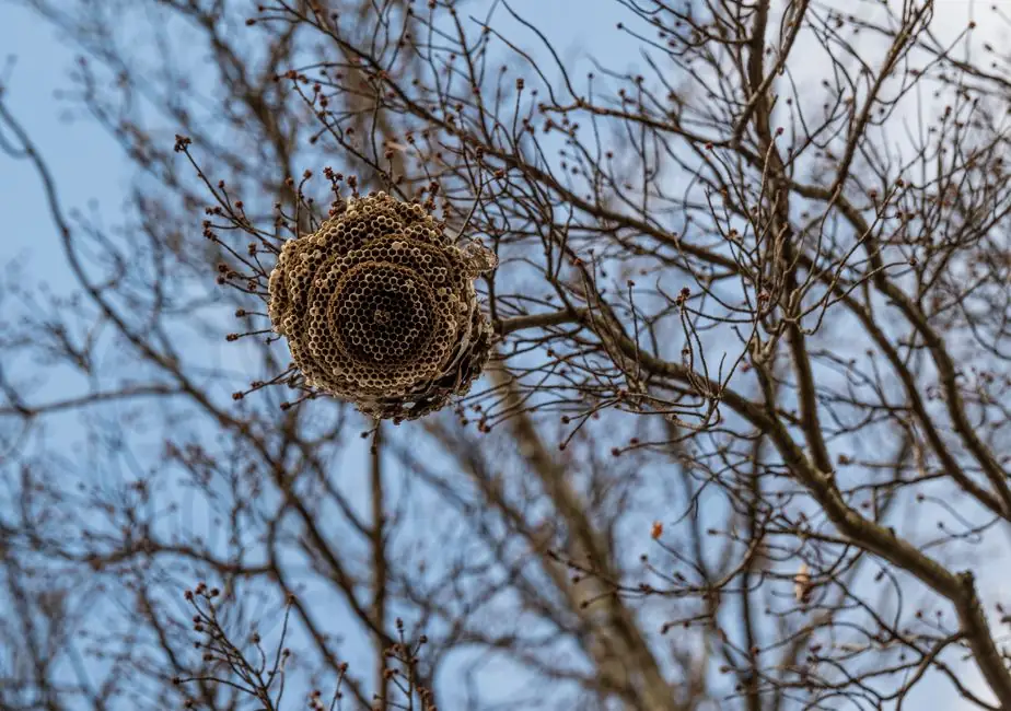 Low angle view of a wasp nest in a leafless tree, showcasing natural textures against a clear sky.