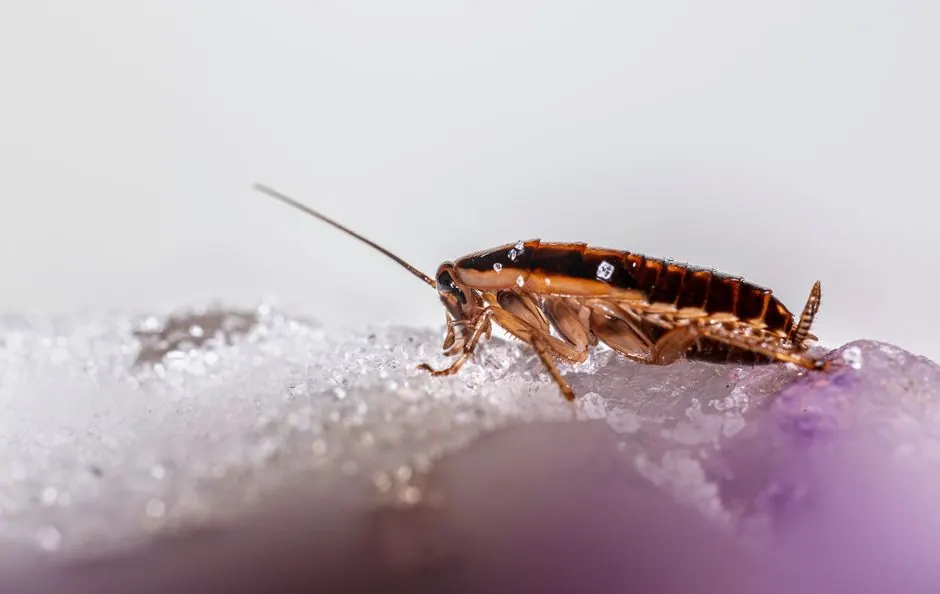 Macro shot of a cockroach on a glistening crystalline surface, showcasing details and textures.