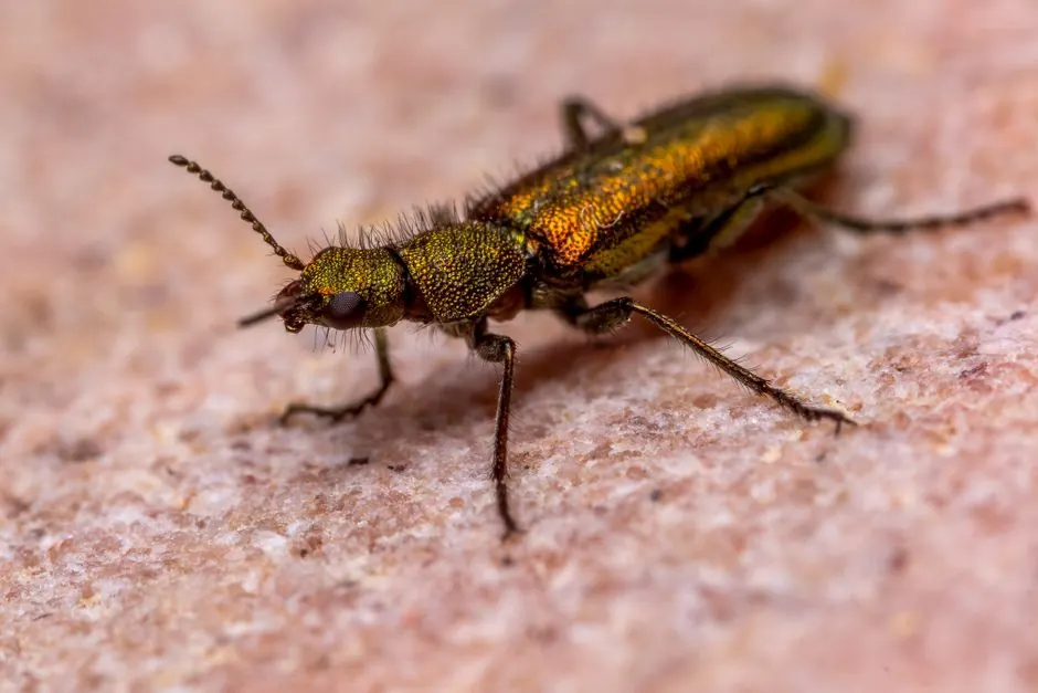 Macro shot of a vibrant colored metallic beetle showcasing its intricate texture and detail.