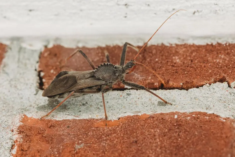 Macro shot of an assassin bug crawling on a textured brick wall, highlighting insect details.